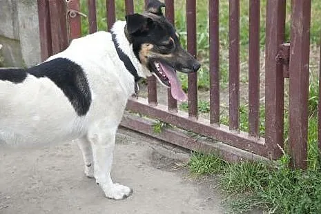 BOSKI Roki do adopcji :),  łódzkie Łódź