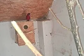 Sprzedam papuge