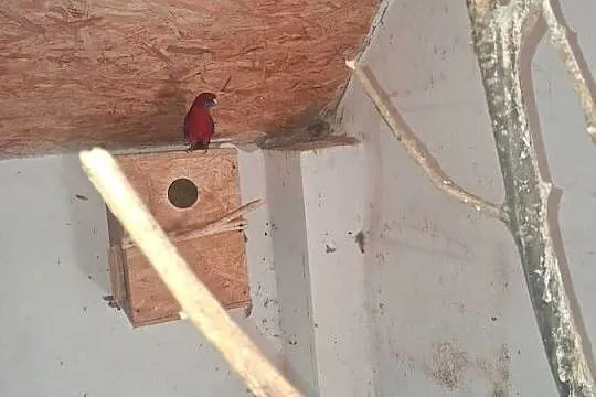 Sprzedam papuge, Małopolskie, Przeginia