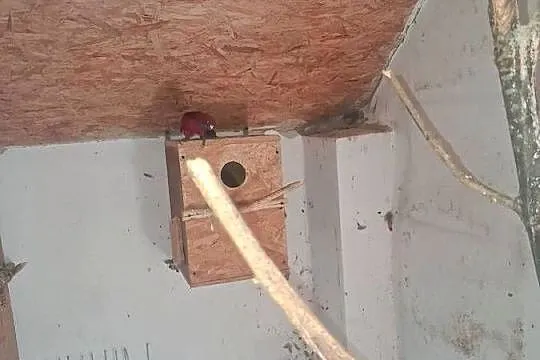 Sprzedam papuge, Małopolskie, Przeginia