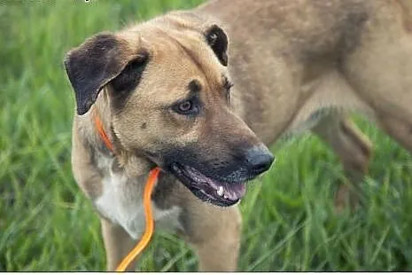 Przystojniak KAZAN do adopcji!,  łódzkie Łódź
