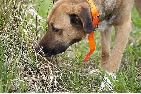 Przystojniak KAZAN do adopcji!,  łódzkie Łódź