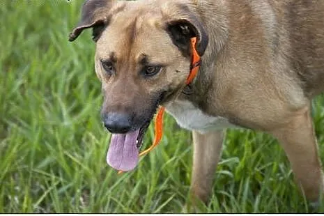 Przystojniak KAZAN do adopcji!,  łódzkie Łódź