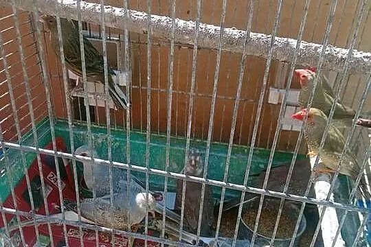 Gołąbki diamentowe, Małopolskie, Igołomia