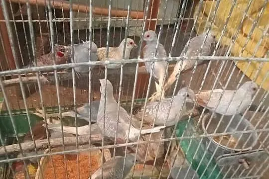 Gołąbki diamentowe, Małopolskie, Igołomia