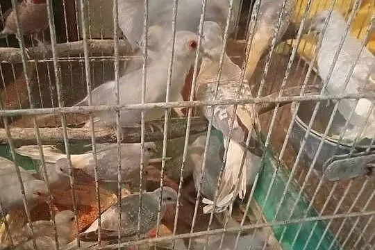 Gołąbki diamentowe, Małopolskie, Igołomia