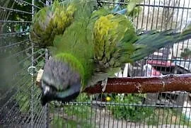 Aleksandretta różana oswojona