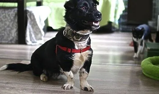 Adoptuj Bema, gwarancja prywatnego cienia ;), maz
