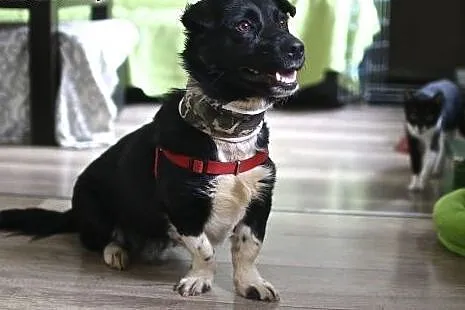 Adoptuj Bema, gwarancja prywatnego cienia ;),  maz