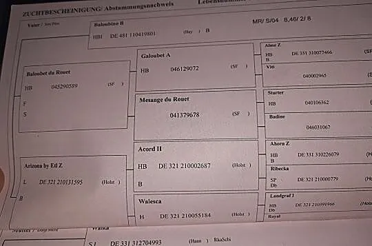 Sprzedam klacz do hodowli, Przeźmierowo