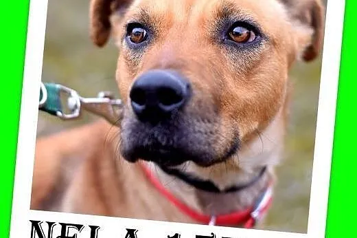 15kg,średnia,wesoła,łagodna,towarzyska suczka NELA.Adopcja,  dolnośląskie Wrocław