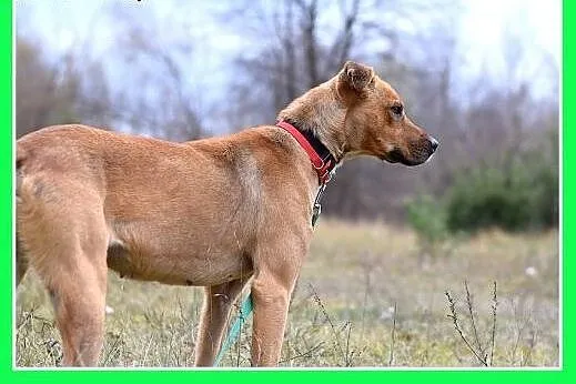 15kg,średnia,wesoła,łagodna,towarzyska suczka NELA