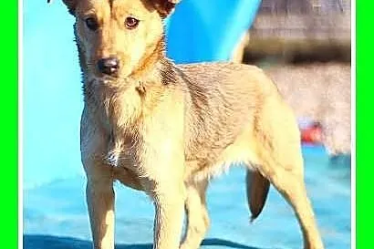 Urokliwa, mała 10kg suczka NIUNIA,łagodna,domowa, 