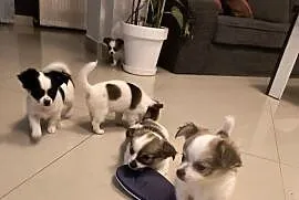 Sprzedam dwumiesięczne chihuahua długowłose z rodowodem