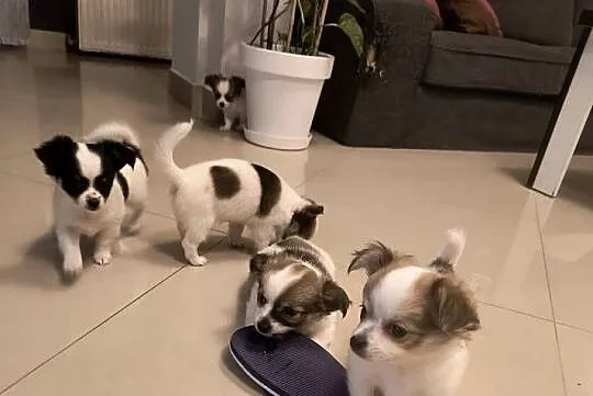 Sprzedam dwumiesięczne chihuahua długowłose z rodowodem