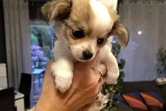 Sprzedam dwumiesięczne chihuahua długowłose z rodowodem, Mazowieckie, Warszawa
