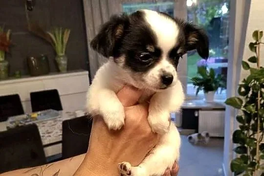 Sprzedam dwumiesięczne chihuahua długowłose z rodowodem, Mazowieckie, Warszawa