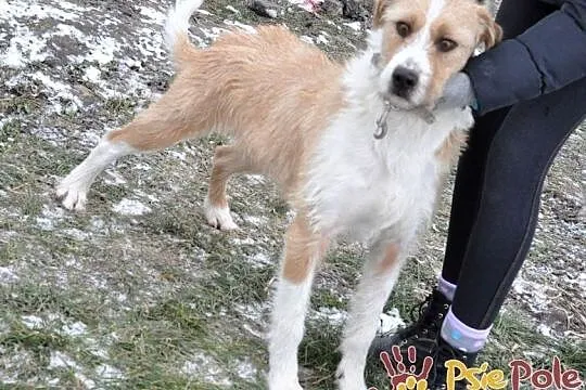 BRUCE-wspaniały szorściak-piękny, miły, pogodny psiak szuka domu., Małopolskie, Kraków
