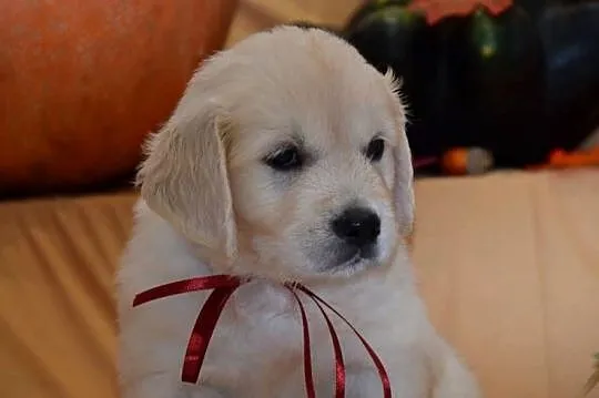 Szczenięta Golden retriever zkwp FCi