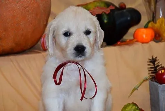 Szczenięta Golden retriever zkwp FCi, Mazowieckie, Łochów
