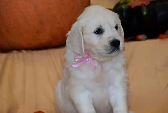 Szczenięta Golden retriever zkwp FCi, Mazowieckie, Łochów