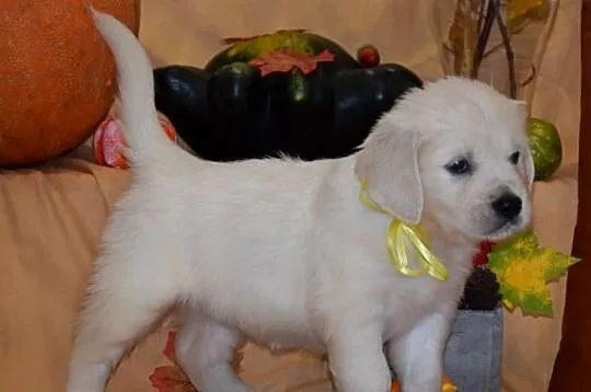 Szczenięta Golden retriever zkwp FCi, Mazowieckie, Łochów