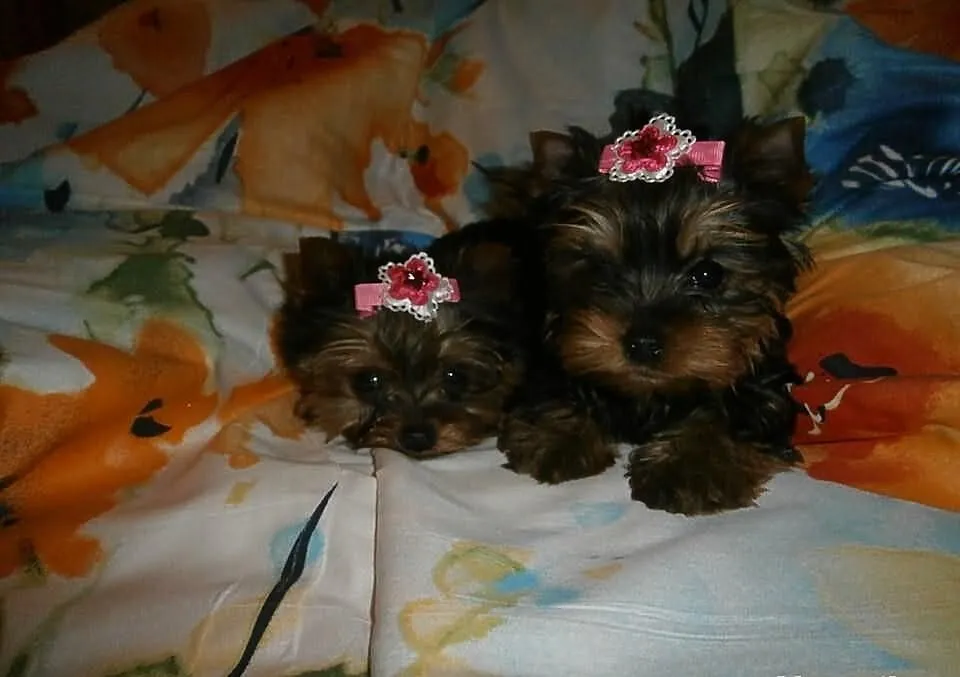 York yorki yorkshire terrier śliczne suczki