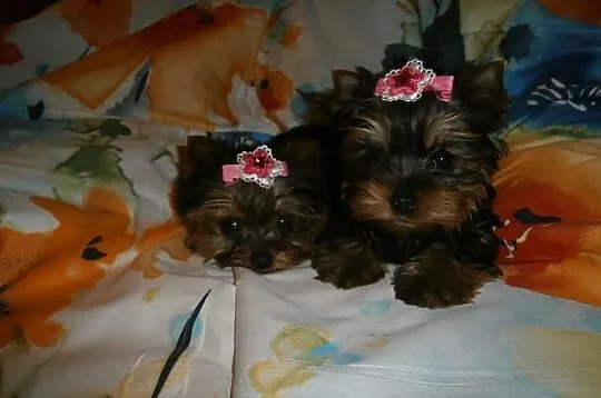 York yorki yorkshire terrier śliczne suczki