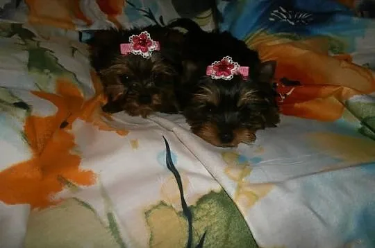 York yorki yorkshire terrier śliczne suczki
