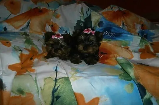 York yorki yorkshire terrier śliczne suczki