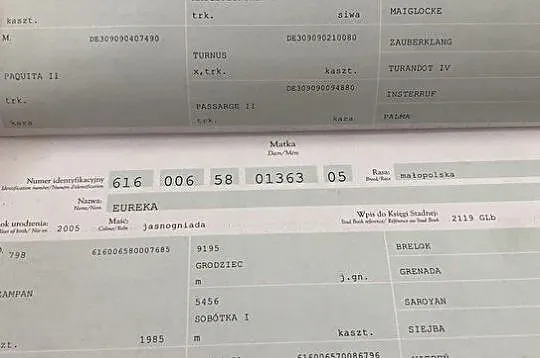 Przepiękna klacz z licencją, , 