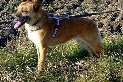 Norka marzy o kochającym i odpowiedzialnym domku, 