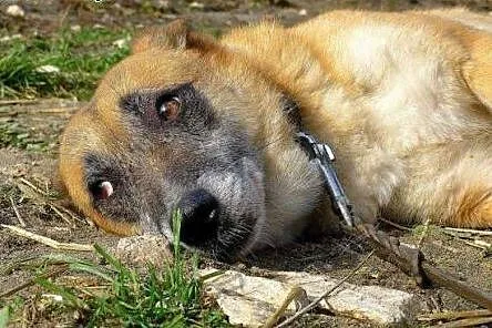 Norka marzy o kochającym i odpowiedzialnym domku, 