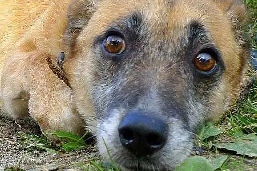 Norka marzy o kochającym i odpowiedzialnym domku, 