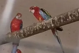Papugi likwidacja hodowli ., Pruchna