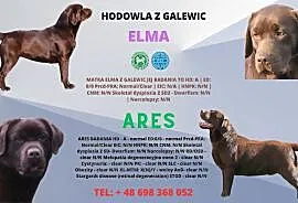 Labrador Retriever szczenie z rodowodem ZKwP, FCI , Galewice