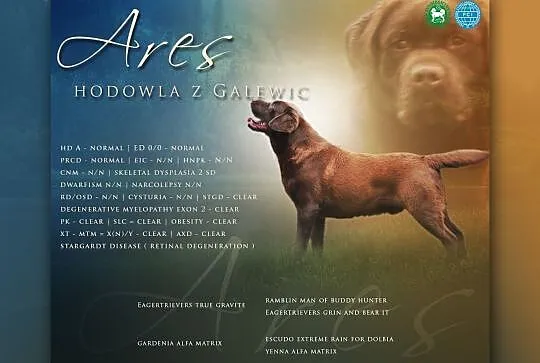 Labrador Retriever szczenie z rodowodem ZKwP, FCI , Galewice