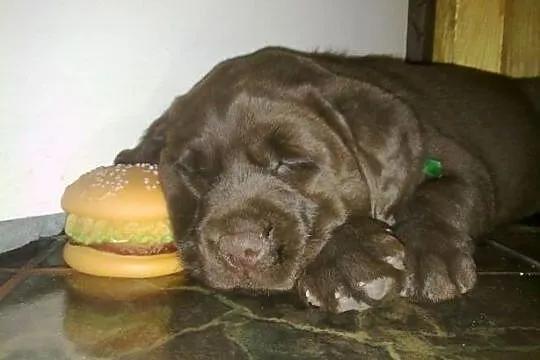 Labrador Retriever szczenie z rodowodem ZKwP, FCI , Galewice