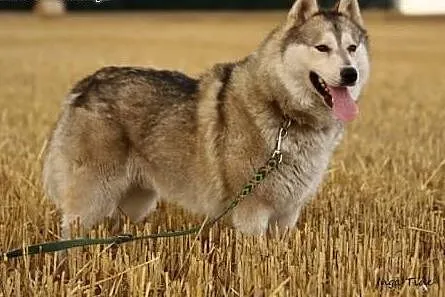 Belfer - cudowny husky czeka na dom, mazowieckie Warszawa