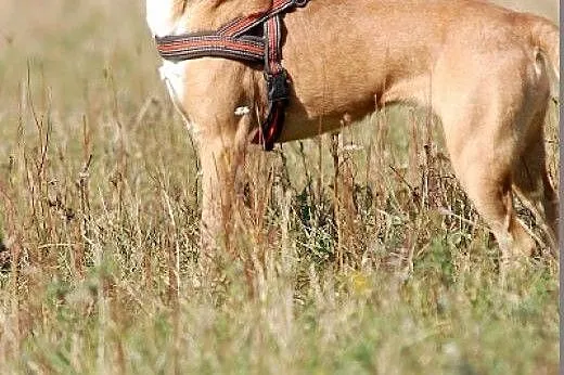 Mija do adopcji,  Pozostałe rasy cała Polska
