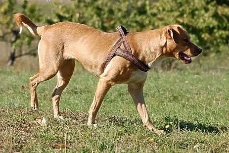 Mija do adopcji,  Pozostałe rasy cała Polska