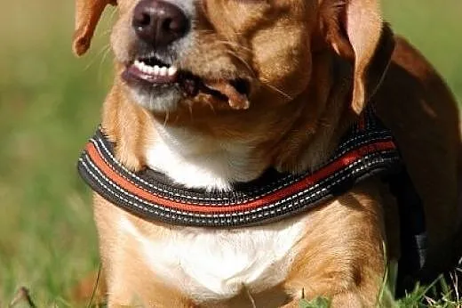 Mija do adopcji,  Pozostałe rasy cała Polska