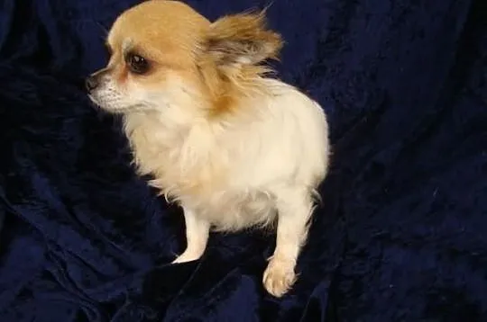 Chihuahua suczka 2, 5 letnia