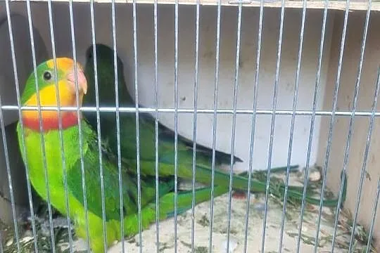 Para papug baraband