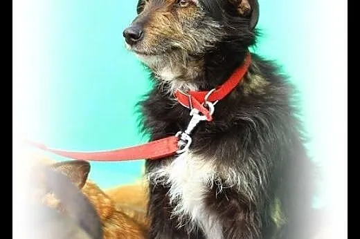 W typie teriera,szorstkowłosy Oki. Adoptuj !!,  łódzkie Łódź