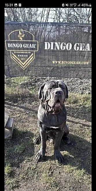 Mastino Napoletano, Kujawsko-pomorskie, Inowrocław