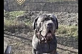 Mastino Napoletano