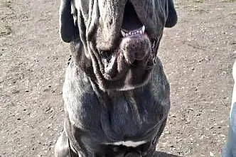 Mastino Napoletano, Kujawsko-pomorskie, Inowrocław