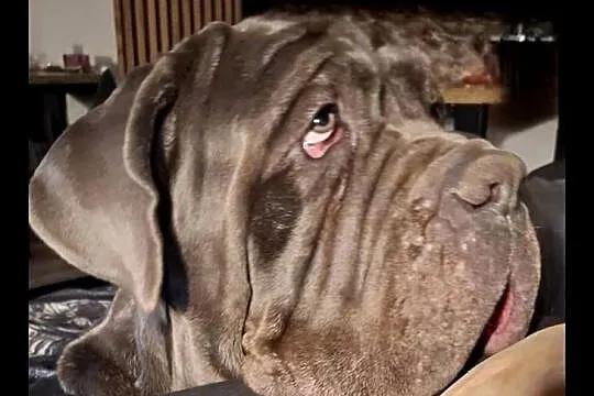 Mastino Napoletano, Kujawsko-pomorskie, Inowrocław