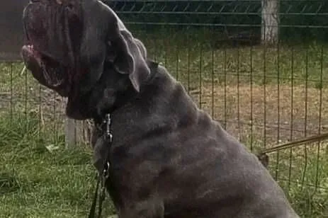 Mastino Napoletano, Kujawsko-pomorskie, Inowrocław